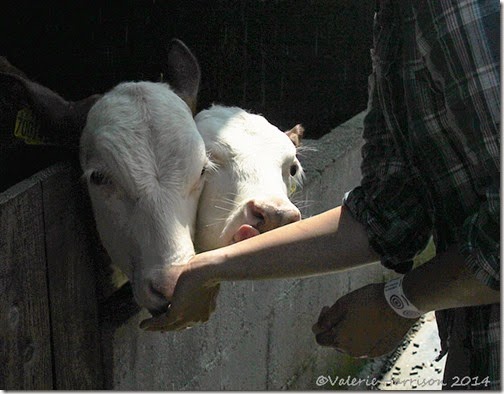 6-cows