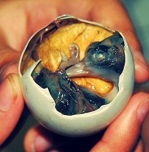 Balut, Philippines