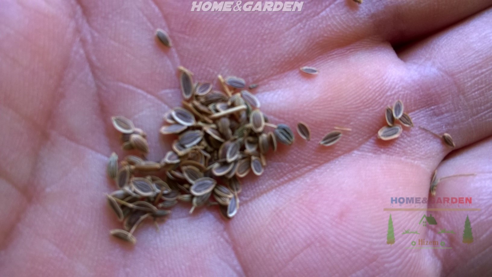 Plant dill seeds so that they’re about 1⁄4 in (0.64 cm) deep and 18 in (46 cm) apart.