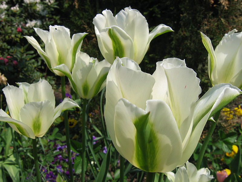  GAMBAR  BUNGA  BUNGA  TULIP 