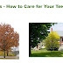 Trees - How to Care for Your Trees