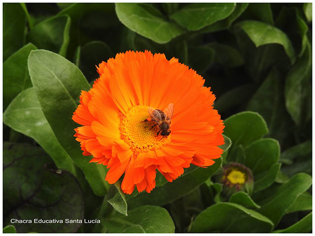 Caléndula y abeja -Chacra Educativa Santa Lucía