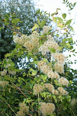 http://www.biodiversidadvirtual.org/herbarium/Clematis-vitalba-L.-img369361.html