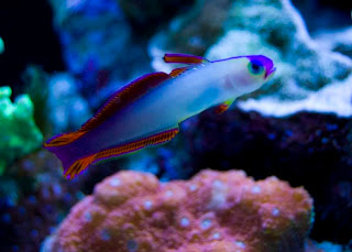 Purple Firefish - One of the Most Beautiful Fish
