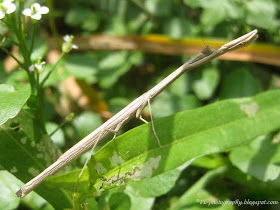 Stick Mantis