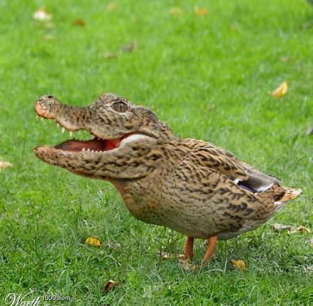 Gambar Lucu Bebek Berkepala Buaya  Foto dan Gambar Lucu