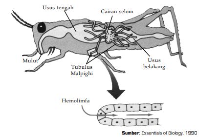 Sistem Ekskresi  pada Hewan  Invertebrata  dan Hewan  Vertebrata