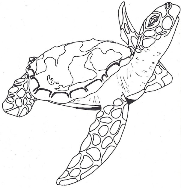 Sea Turtle By Paxnyx Dvqo Turtle Sketch Drawing Coloring Online