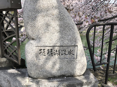 疏水の桜