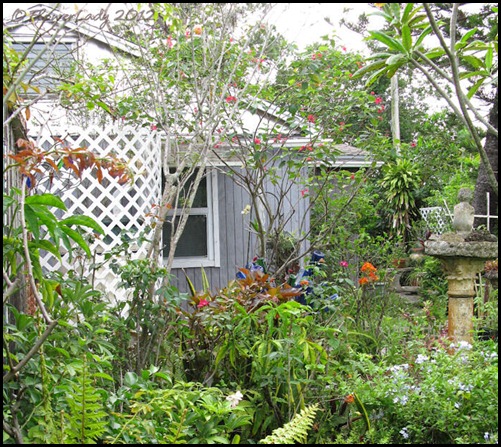 06-08 jungle5