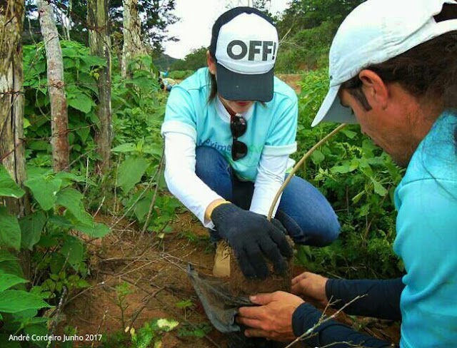 Voluntários se reúnem para plantar árvores em áreas devastadas pelo fogo em Taquaritinga