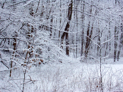  Images lifesize snowmen in my frontyard and my enchanted forest in the 