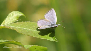 Cupido (Everes) argiades male DSC166005