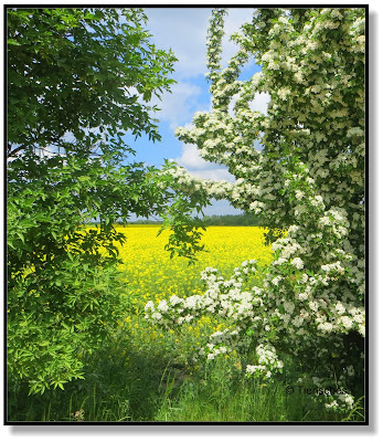 Landschaft mit blühenden Sträuchern