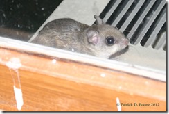 Flying Squirrel 03