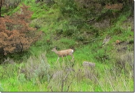 deer, 36 mile scenic drive