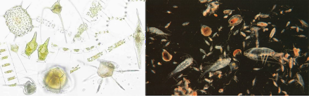 A la izquierda, tenemos el fitoplancton y a la derecha el zooplancton.