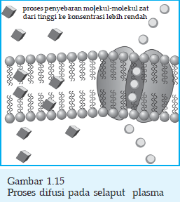 ... Sel Hewan & Sel Tumbuhan, Mekanisme Transpor Melalui Membran Plasma