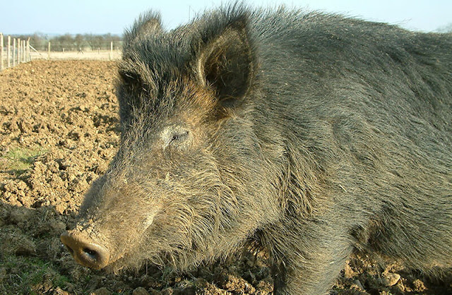 Iron Age Pig (hybrid pig)