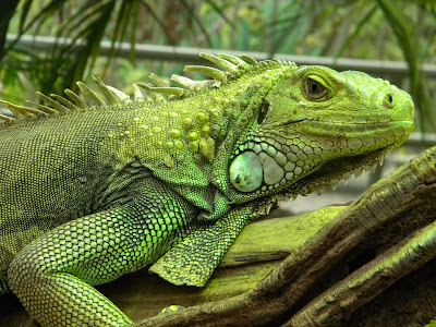 Iguana