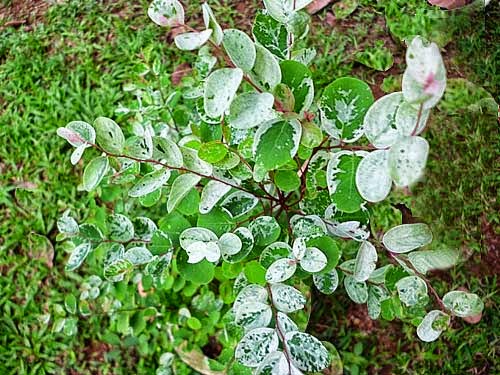 Breynia disticha snow bush plant