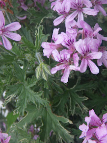 Scented Pelargonium / Geranium Lady Plymouth flower