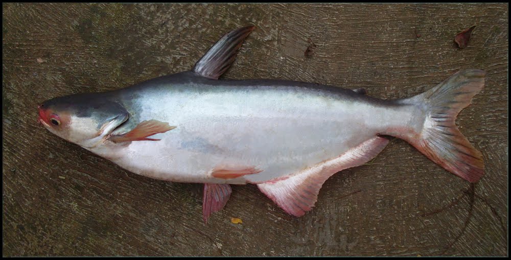 Ikan Patin  Budidaya Ikan  Ikan Hias  Resep Ikan 