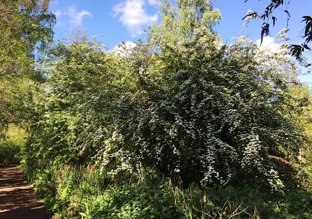 Midland Hawthorn, Crataegus laevigata, and Common Hawthorn, Crataegus monogyna.  Sevenoaks Wildlife Reserve, 25 April 2017.