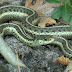 Garter Snake (Thamnophis sirtalis)