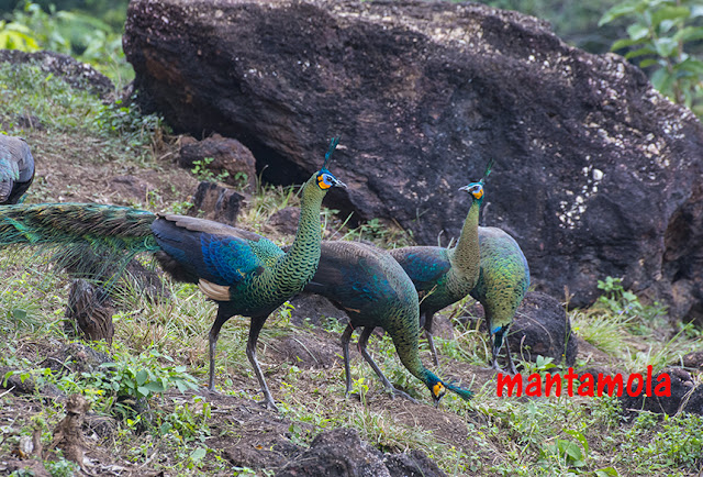 Green Peafowl