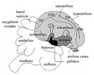 Bird Brain Schematic2