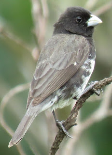 Dubois's Seedeater