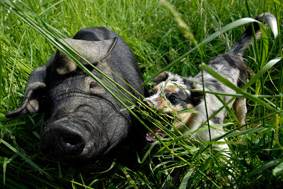 dog pig friends