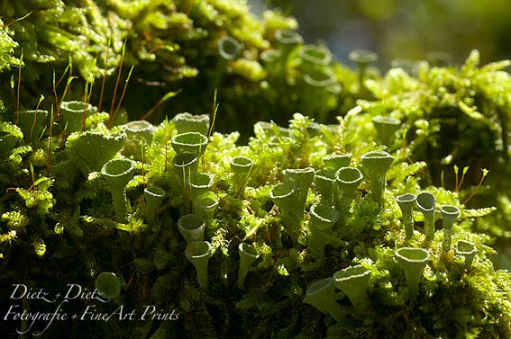 Trompetenflechten (Cladonia fimbriata)