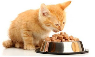  Makanan kucing yakni jenis makanan yang khusus diberikan untuk kucing peliharaan anda di Daftar Harga Makanan Kucing Terbaru 2018