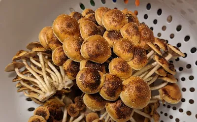 Harvesting Chestnut Mushroom