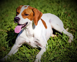 English Pointer History English pointer - a very famous breed, not only in his homeland but also abroad. These dogs were widely used in the 17th century to hunt small and large games. In turn, they originated from the Spanish hunting dogs Perro de Punta Espanyol, or Spanish Pointers, which have a very ancient history, and are mentioned by Pliny in the 1st century AD.  Spanish painters were trained by Christian monks, and after the arrival of Muslim conquerors on the Pyrenean peninsula, they were widely used for falconry. The dog found dead prey and stopped there waiting for the owner. This principle of hunting, sometimes somewhat modified (the dog carefully brings the game to the owner in the mouth) is used to this day, although instead of falcons have long used firearms.  In the 17th and 18th centuries, the British brought these dogs everywhere to England, where they were based on the English pointer. They set a goal to create a faster and more efficient dog than the Spanish ancestor, selecting only the fastest, hardiest dogs with the best sense of smell and hearing. The English managed to create their own unique dogs, which they are rightly proud of.  In the mid-19th century, the pointer was brought to America, where at that time the hunting dog was used as a hunting dog setter. Of course, he could not compete seriously with the English pointer, and the latter began to rapidly gain popularity among American hunters.  The emblem of the Westminster Kennel Club depicts a dog breed pointer named Sensation - it had a huge impact on the development of the breed in the United States, being delivered from England. Despite the fact that the dog is universally called English pointer, in the official register rooms it is referred to simply as Pointer.   Characteristics of the breed popularity                                                           09/10  training                                                                06/10  size                                                                        05/10  mind                                                                     08/10  protection                                                          04/10  Relationships with children                         10/10  dexterity                                                            10/10  Breed information country  United Kingdom  lifetime  12-17 years old  height  Males: 63-69 cm Bitches: 61-66 cm  weight  Males: 25-34 kg Suki: 20-30 kg  Longwool  Short  Color  yellow-peg, red-peg, brown-peg, and black-peg, with a speck  price  200 - 1000 $  Description The breed of dog pointer has a lean physique and long limbs, allowing them to develop greater speed while running and chasing prey. Long flat ears hang over the sides of the head. Head and neck landing are such that they are on the same line as the body or below - it is also important when chasing and running. It is a smooth-haired breed that can have a different color.     Personality Despite the fact that the dog is designed for hunting, it is not bloodthirsty and not aggressive animals. They make wonderful companions and companions to the whole family, friendly, balanced and devoted. They love to be in the family circle, have good intelligence, and understand the owners. These dogs never act on evil, preferring gentleness and obedience. Although, of course, for the personality of the animal to develop in the right way, it is necessary and appropriate proper education.  English pointer can harmoniously coexist in a large family, being a favorite of everyone, and be a companion of a lone host, accompanying him always and everywhere. This dog feels the emotional state of the person well and always tries to support him as much as the dog can do it at all. Despite the softness of character, these dogs have some inner stubbornness and desire to act in their own way, which again requires education.  Dog pointer has a huge amount of internal energy, which you need to go somewhere because long walks for the owner should become the norm. At the same time, your pet is happy to sit next to you on the couch while watching your favorite TV series or news.  English pointer is ideal for hunting, and not only on birds but also on small or large games. Thanks to the great speed and excellent sense of smell, combined with excellent endurance, the dog can track down the trail, for example, from a shot boar. In the Middle Ages, they were trained, including, and to drive a wild animal and bring it to the hunter.  The protection of a private house is poorly suited because they are not suitable to sit on a chain and they are too friendly. Other animals are perceived normally, including Cats but birds can be in trouble because for their genetic memory it is prey.     Teaching Breed dogs English pointer needs daily walks, even if they will take place in a playful way. There are two variants of the development of events: the first - the education in the dog of a real hunter, the second - the education of a good and faithful family member, with whom it is interesting to spend time and adults and children.  The first option requires specialized training, which should be carried out by an experienced person. If you are not a hunter, you can also do work with the dog's personality. In any case, you need to avoid aggression, beatings, screams, especially if you shout unfairly and unreasonably because the animal perfectly understands such things.  If you go for a walk, ideally you need your pet literally tired of running - then he will feel satisfied. Also, be sure to devote time on the street for active games and training, so that the dog saw and felt the attention of the owner.     Care Their short smooth coat requires little or no care. After walking or hunting be sure to examine the animal for ticks, scratches, and other unpleasant nuances, as the pointer likes to climb the bushes, tear the leaves, etc.     Common diseases By and large, the English pointer is a healthy breed, but it is not without some problems. namely:  hip dysplasia; Cherry Eye; epilepsy; Allergy self-mutilation syndrome is hereditary sensory neuropathy with progressive dystonic limb injuries.