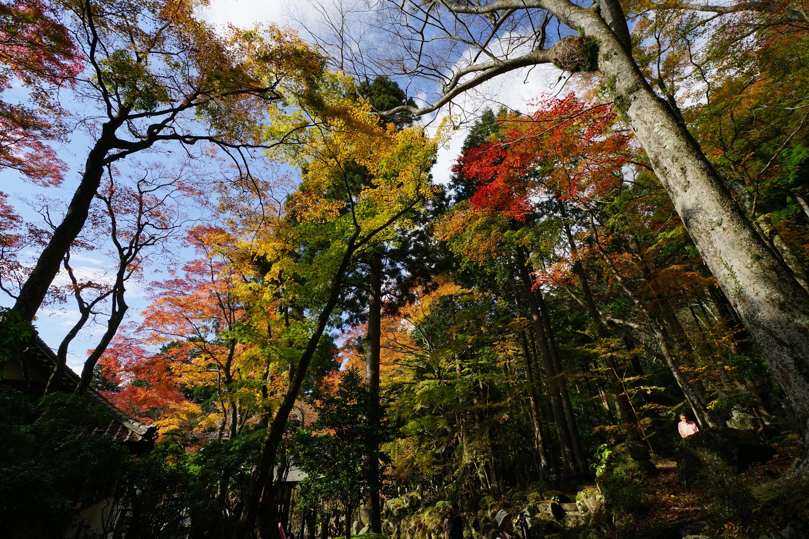 東京 箱根 長安寺賞楓 五百羅漢笑看人生百態 文迪 漫遊 慢生活