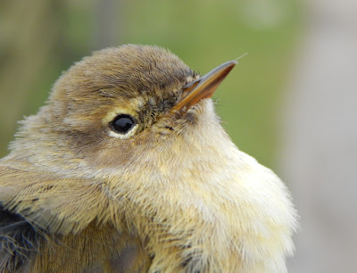 Chiffchaff