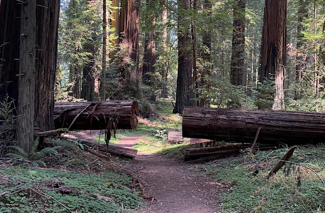 Humboldt Redwoods State Park