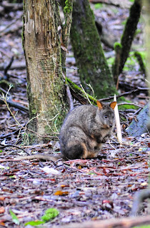 費爾德山國家公園, Mt Field, tasmania, 塔斯曼尼亞, pademelon, 叢林袋鼠