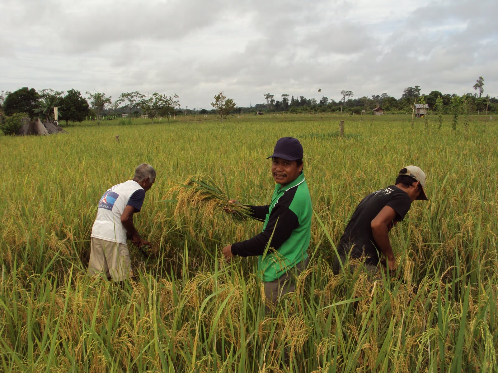 PENGEMBARA foto petani sedang panen padi 