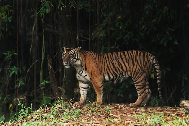 Tigre de Sumatra, o menor do mundo, está à beira da extinção