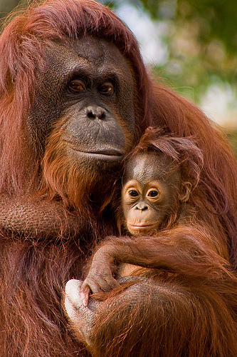  gambar  orang utan Indonesiadalamtulisan Terbaru 2014