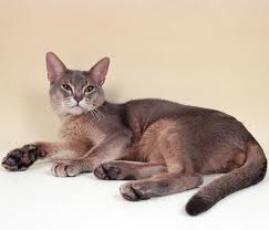 abyssinian cats pictures