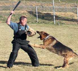 KNINE PROFESSIONAL DOG SERVICES: Guard Dog Training
