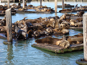Seals at Fisherman's Warf