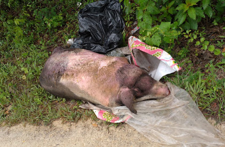 Comunidad de Carrillo Puerto reprocha abandono de basura y hasta de cerdos muertos en vía de acceso