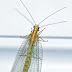 Lacewing fly winter guest