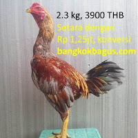 harga ayam bangkok birma dan gambar ayam bangkok birma